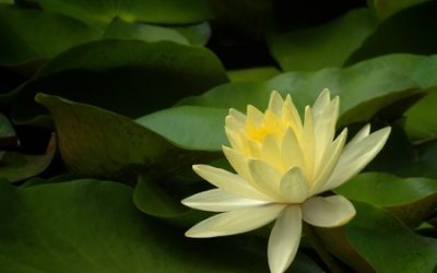 Fertility Struggles and Support