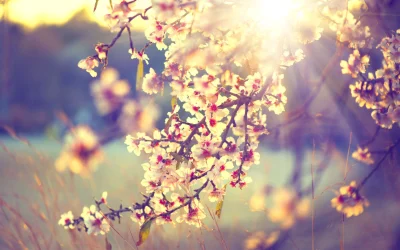 Natural Allergy Relief in 3 Steps