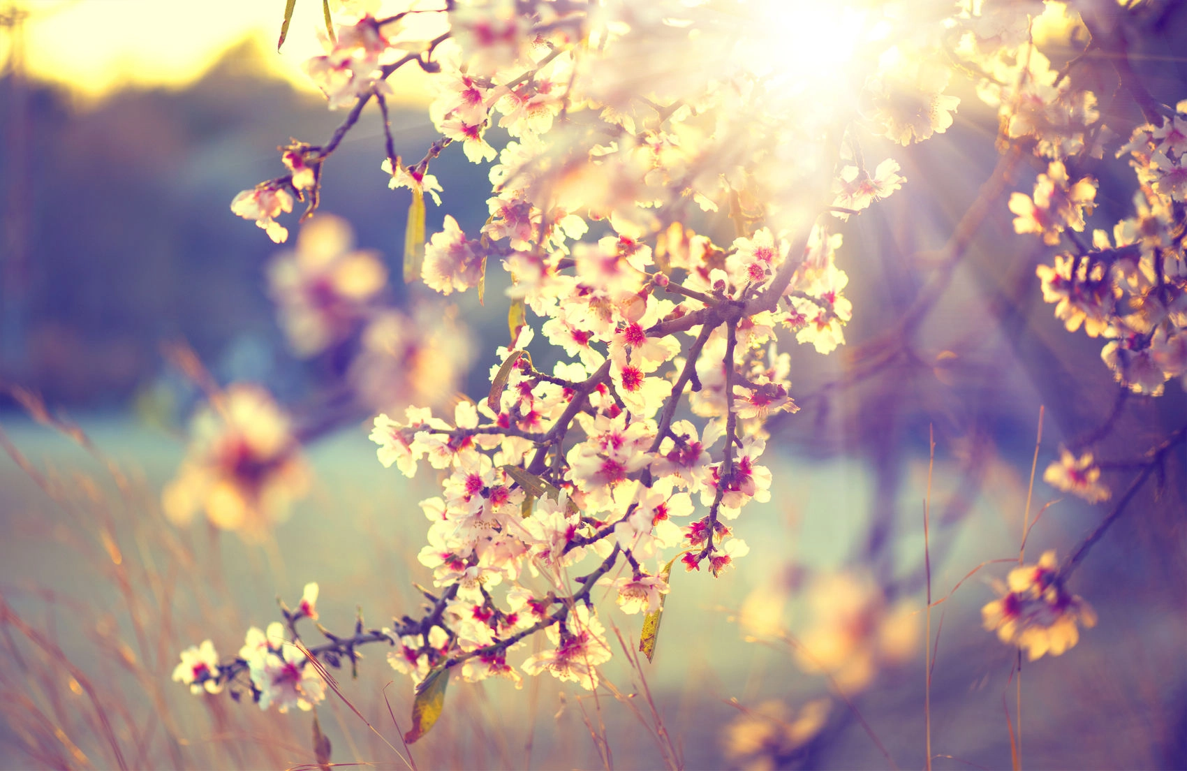Natural Allergy Relief in 3 Steps