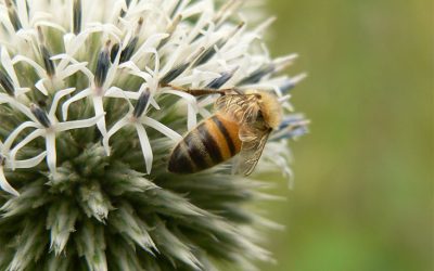 Portland Acupuncturist Talks Natural Allergy Relief